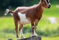 Auto Draft Auto Draft