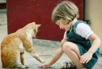 Kucing Saya Kalau Malam Susah Tidur, Bagaimana Mengatasinya ?