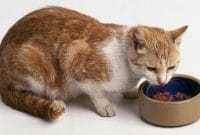 Kucing Saya Kalau Malam Susah Tidur, Bagaimana Mengatasinya ?