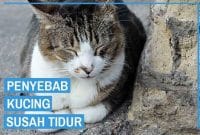 Kucing Saya Kalau Malam Susah Tidur, Bagaimana Mengatasinya ?
