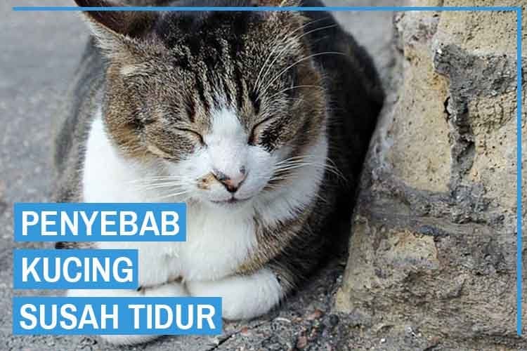 Kucing Saya Kalau Malam Susah Tidur, Bagaimana Mengatasinya ?