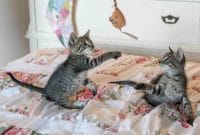 Kucing Saya Kalau Malam Susah Tidur, Bagaimana Mengatasinya ?