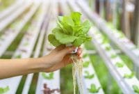 Fakta Pertanian Hidroponik yang Memiliki Banyak Keunggulan