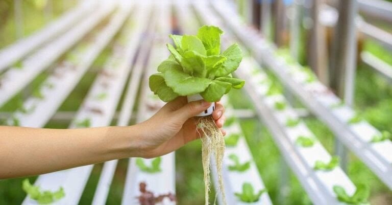 Fakta Pertanian Hidroponik yang Memiliki Banyak Keunggulan