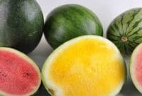 Jenis-Jenis Semangka Jenis-Jenis Semangka