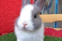 Cara Mudah Memelihara Kelinci Dutch Cara Mudah Memelihara Kelinci Dutch