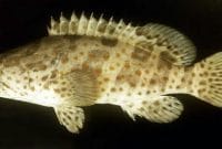 Budidaya Ikan Lencam di Kolam Air Tawar (Ikan Kerapu)