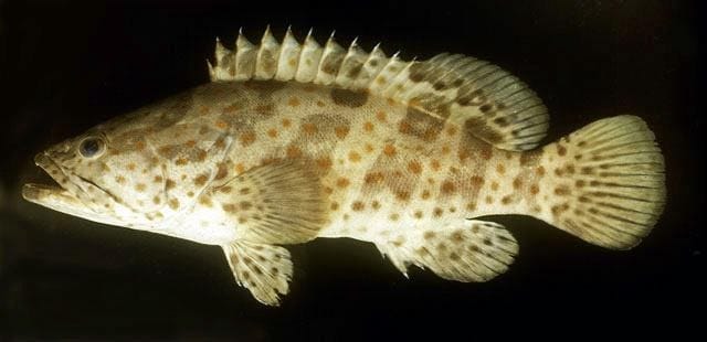 Budidaya Ikan Lencam di Kolam Air Tawar (Ikan Kerapu) Budidaya Ikan Lencam di Kolam Air Tawar (Ikan Kerapu)