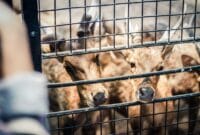 Auto Draft Auto Draft